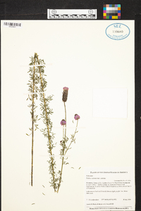 Dalea carnea image