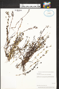 Mecardonia acuminata var. peninsularis image