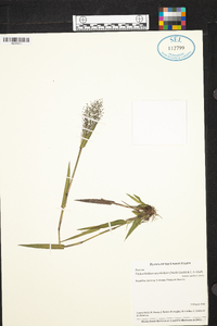 Dichanthelium erectifolium image