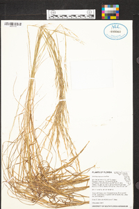 Aristida purpurascens image