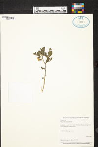 Physalis walteri image