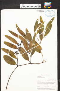 Smilax laurifolia image