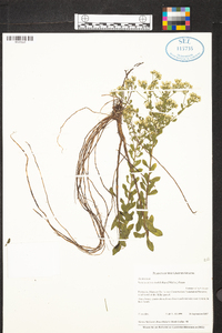 Sericocarpus tortifolius image