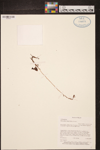 Microchilus tridax image