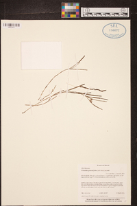 Elleanthus graminifolius image