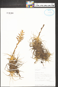 Tillandsia incarnata image