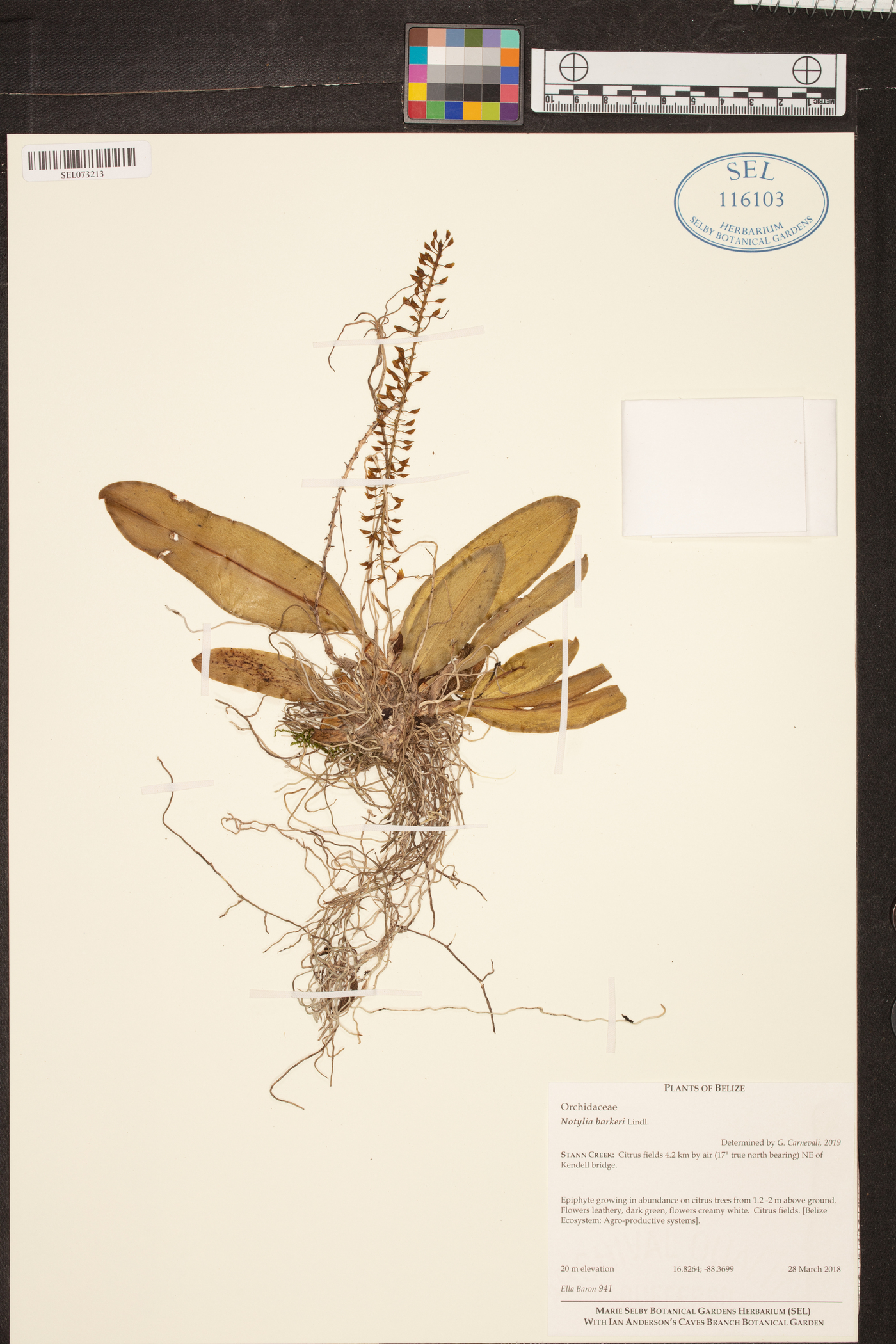 Notylia barkeri image