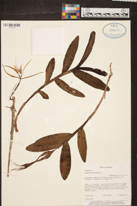 Epidendrum nocturnum image