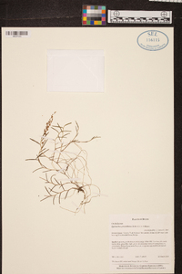 Epidendrum paranthicum image