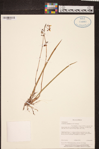 Cohniella ascendens image