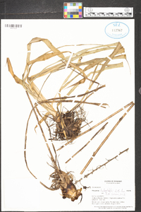 Pitcairnia halophila image
