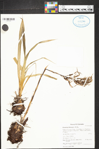 Pitcairnia flexuosa image