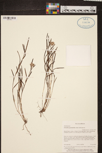 Elleanthus graminifolius image