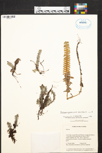 Dichaea hystricina image