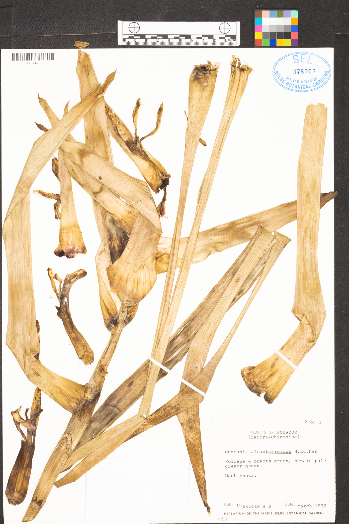 Guzmania alcantareoides image