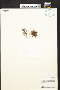 Acianthera leptotifolia image