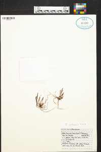 Acianthera sonderiana image