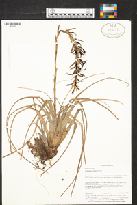 Tillandsia variabilis image