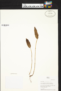 Acianthera pubescens image