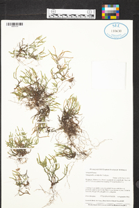 Selaginella arenicola image