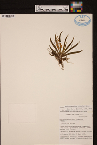 Ornithocephalus lankesteri image