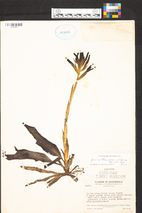 Spiranthes pauciflora image