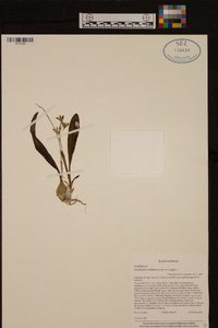 Prosthechea boothiana image