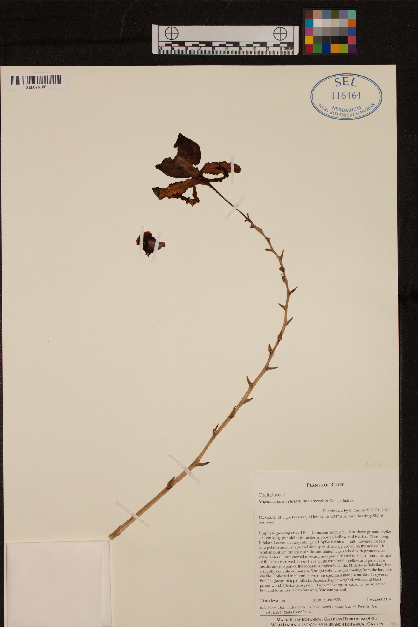 Myrmecophila christinae image