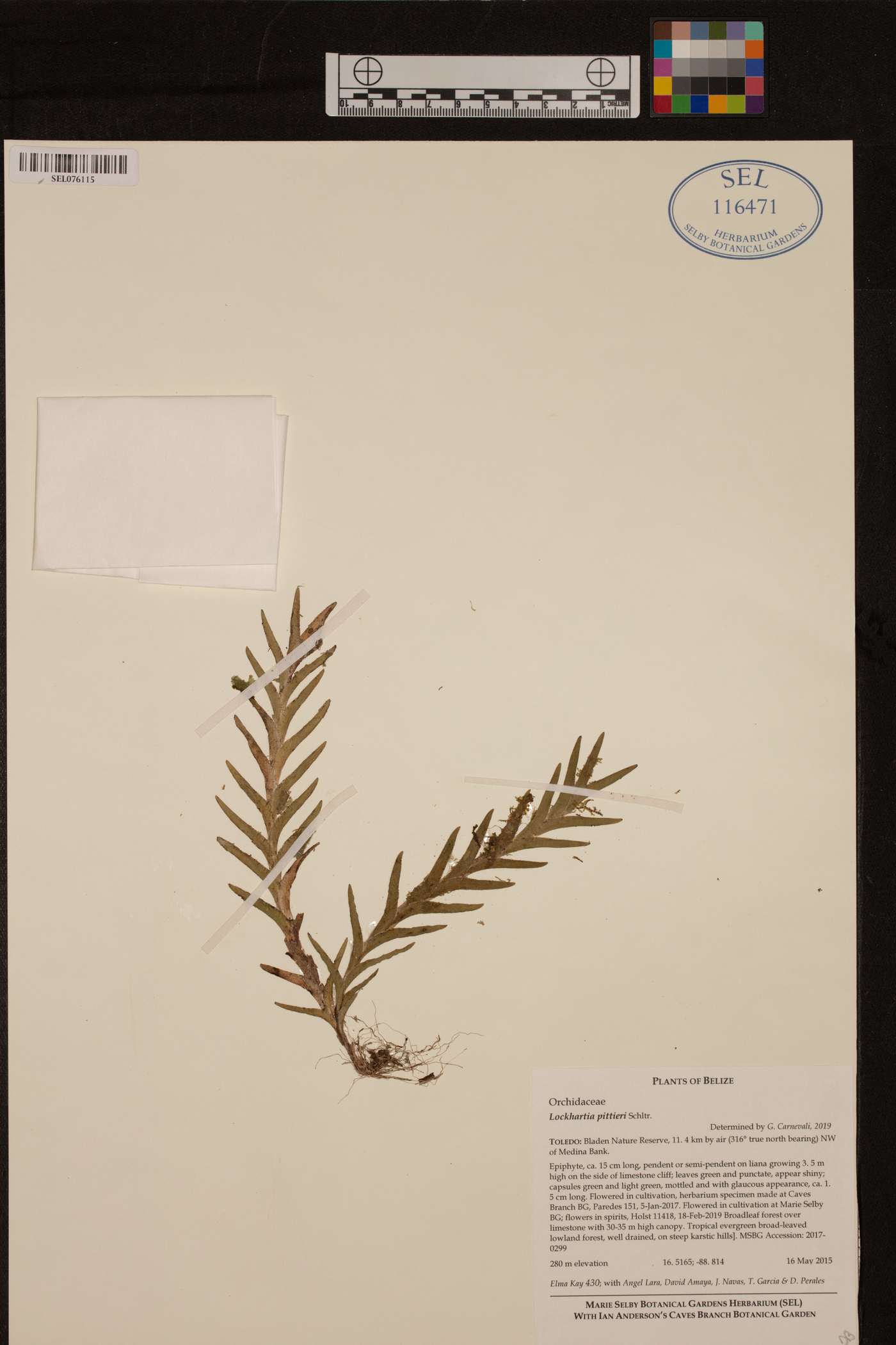 Lockhartia parthenoglossa image