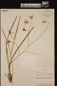 Encyclia bractescens image