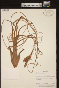 Tillandsia balbisiana image