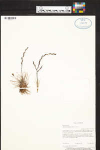 Tillandsia filifolia image