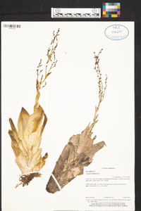 Catopsis paniculata image