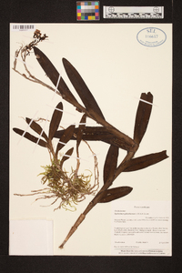 Epidendrum galeottianum image