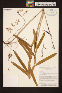 Epidendrum flexuosum image