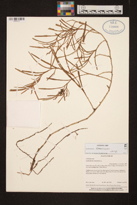 Epidendrum ramosum image