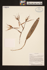 Epidendrum ciliare image