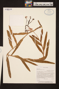 Epidendrum flexuosum image