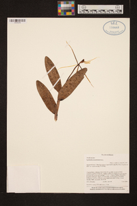 Epidendrum nocturnum image