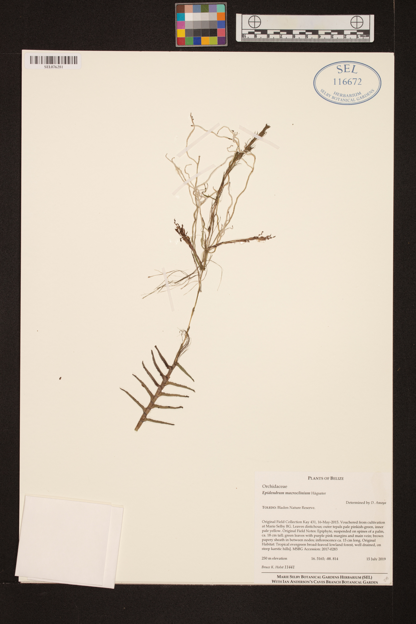 Epidendrum macroclinium image