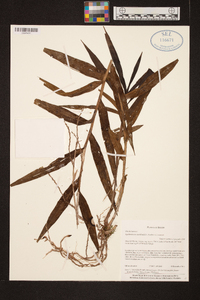 Epidendrum diffusum image