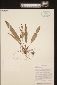 Macradenia brassavolae image