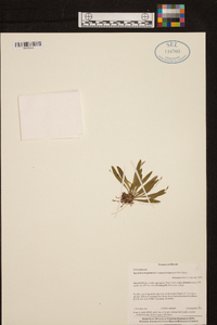 Specklinia brighamii image