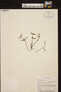 Scaphyglottis prolifera image