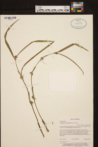 Scaphyglottis minutiflora image