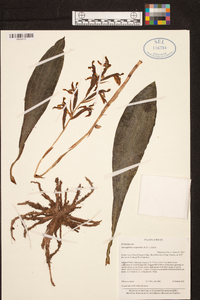 Sarcoglottis sceptrodes image