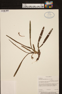 Maxillaria friedrichsthalii image