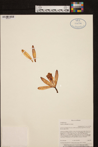 Image of Vanilla cribbiana
