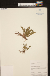 Specklinia tribuloides image