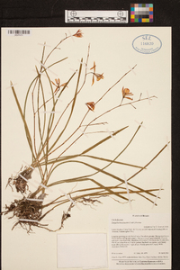 Encyclia bractescens image